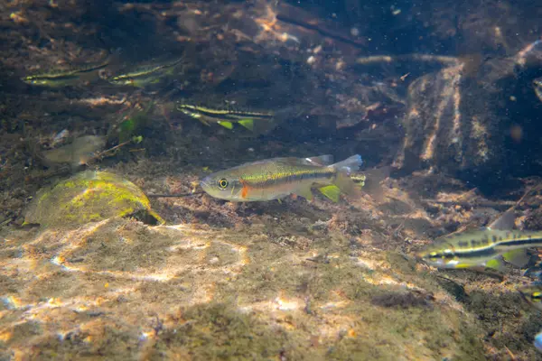 Dağ kızıl göbeği dace ve gül kenarı dace okulları bir arada