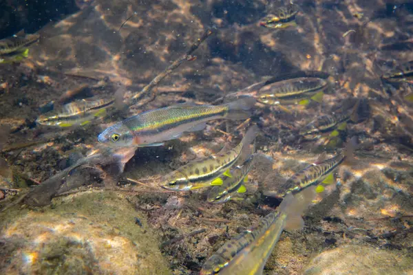 Dağ kızıl göbeği dace ve gül kenarı dace okulları bir arada