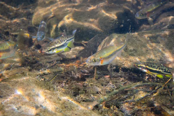 Dağ kızıl göbeği dace ve gül kenarı dace okulları bir arada