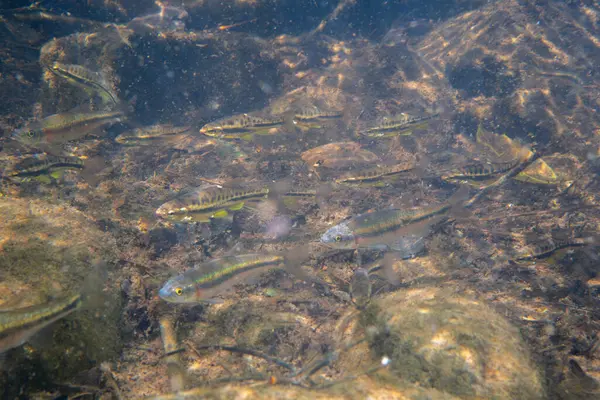 Dağ kızıl göbeği dace ve gül kenarı dace okulları bir arada