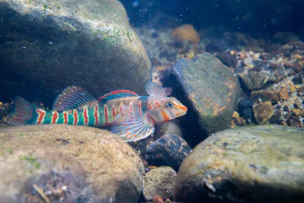 Güzel şeker dartı nehir yatağında sergileniyor.