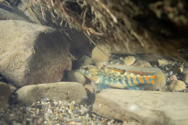 Dere yatağında portakallı darter. 