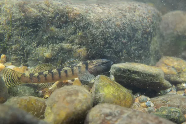 Fantail darter nehir yatağında sergileniyor