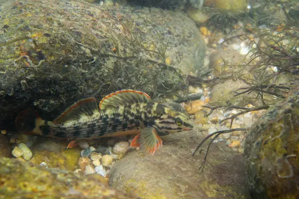 Kayalık bir nehir yatağında sergilenen kırmızı çizgi dartı