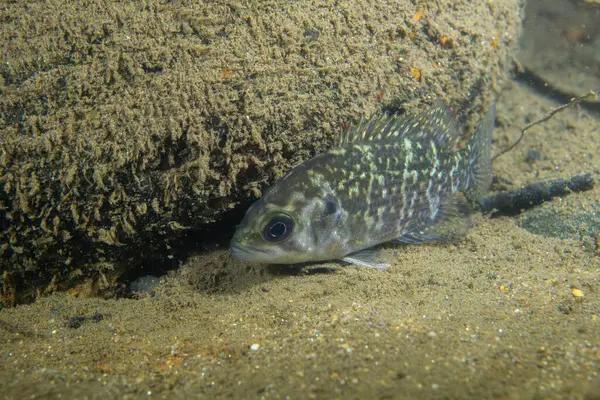 Nehirde kayalık levrek