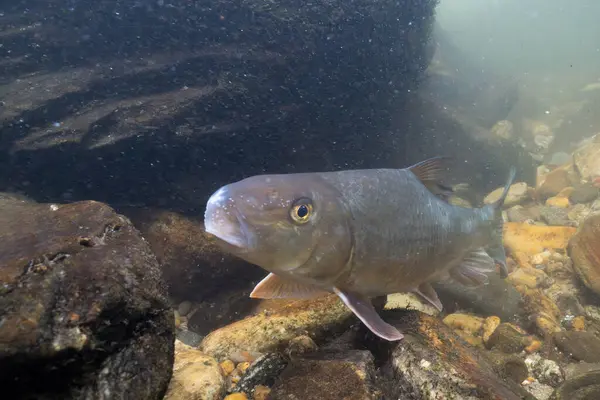 Nehirdeki siyah bir kırmızı atın yakınına. 