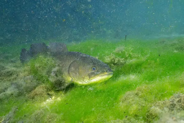 Yosun pınarının dibinde Bowfin. 