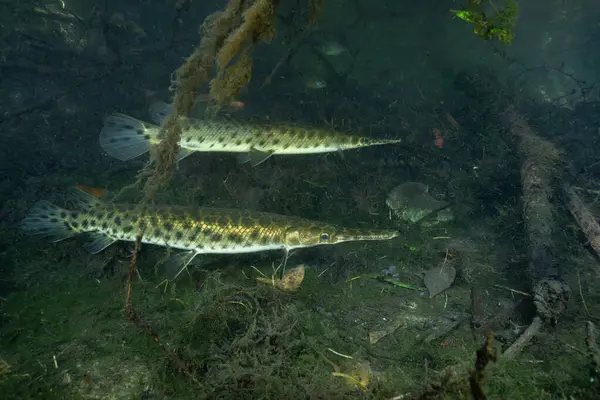 İki Florida garı odunsu enkazda yüzüyor.