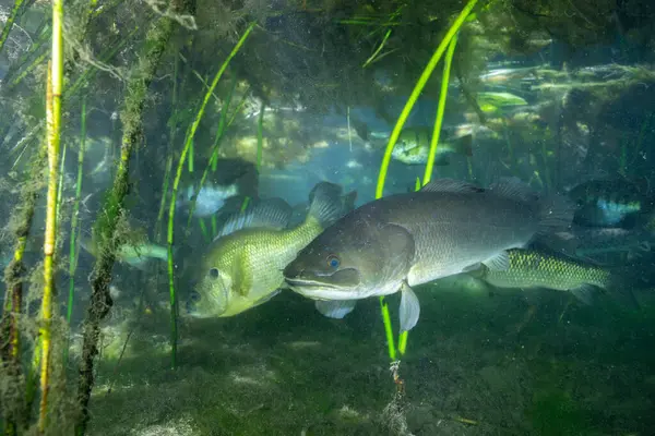 Karanlık bahar sulak arazisinde bowling yüzgeci 