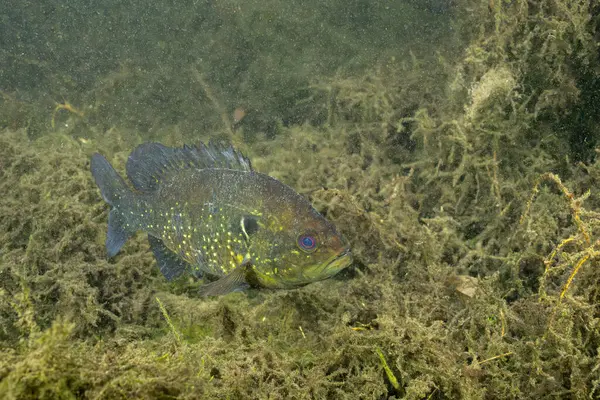 Birkaç su bitkisi olan bir baharda Warmouth güneş balığı.