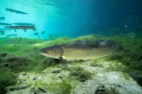 Yosun pınarının dibinde Bowfin. 