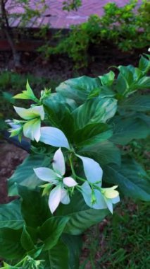 Beyaz Mussaenda, Vahşi Mussaenda (Mussaenda frondosa): Rubiaceae ailesinin Dhobi Ağacı