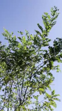 Ağaçta yeşil yapraklar var. Gökyüzünde ağaç dalları. Rüzgarda sallanan yeşil bir ağaç gökyüzünün arka planında sallanıyor. Rüzgarda sallanan yeşil dallar. Mavi ve açık gökyüzü.