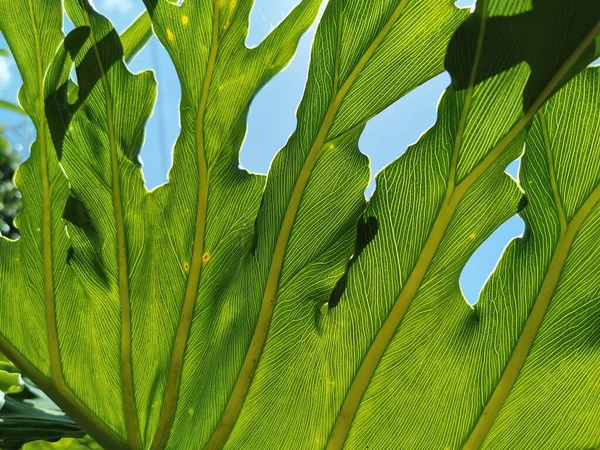 Dokuma hoja de planta. Puerto de la Cruz. Tenerife 2022