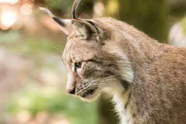 Wilder Luchs im Wald