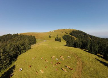 Belchen 1414m - der tollste Aussichtberg des Schwarzwald