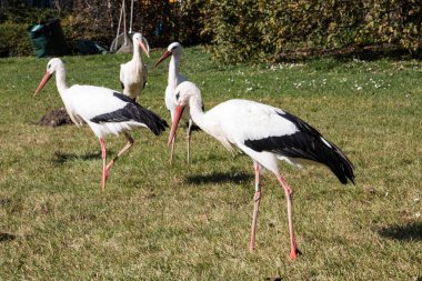 Doğadaki leylek (ciconia ciconia).