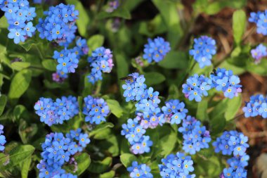 mavi ve mor çiçekler