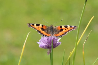 Schmetterling auf einem Schnittlauch