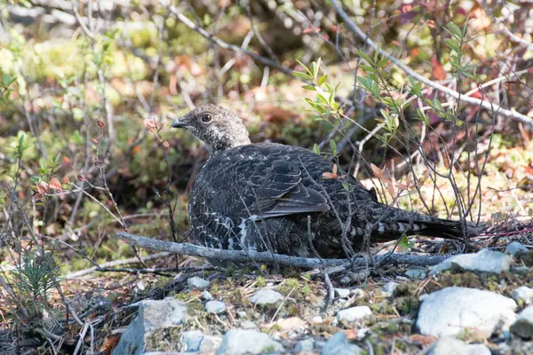 Auerhuhn Wald 'da son buldu.