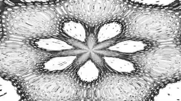Bloem Mandala Geëxplodeerd Tot Middelste Gloeiende Stippen Monochrome Loop — Stockvideo