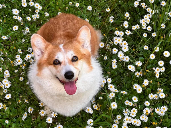Jasnoczerwony Corgi Dog Siedzi Polu Margarity Chęcią Spojrzy Kamerę Język — Zdjęcie stockowe