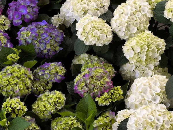 Çiçekçide Birkaç Çalılık Mavimsi Mor Yeşil Beyaz Ortanca — Stok fotoğraf