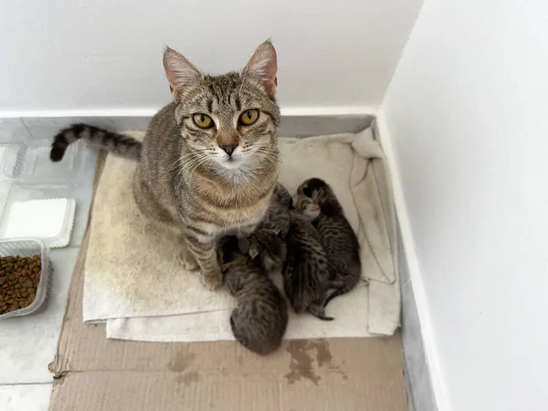 Hemlösa Randiga Unga Katt Med Nyfödda Små Kattungar Smutsig Trasa — Stockfoto