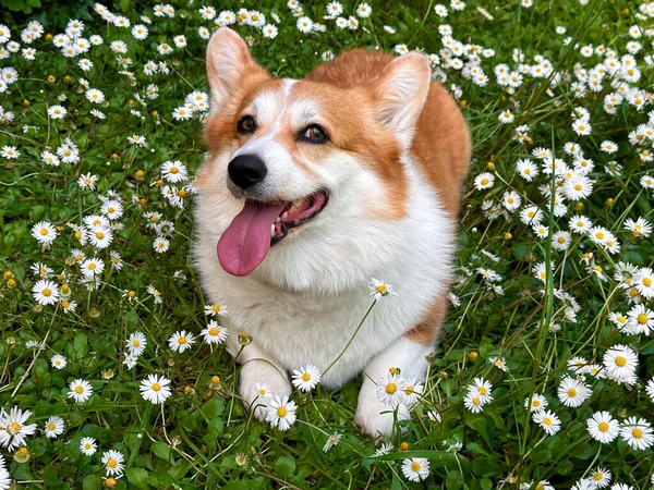 Κόκκινος Σκύλος Κόργκι Βρίσκεται Στο Χωράφι Τις Μαργαρίτες Χαμόγελα Χαρούμενα — Φωτογραφία Αρχείου