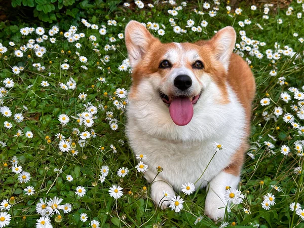 Κόκκινος Σκύλος Κόργκι Βρίσκεται Στο Χωράφι Τις Μαργαρίτες Χαμόγελα Χαρούμενα — Φωτογραφία Αρχείου