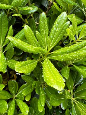 Pittosporum tobira Avustralya defne, Japon pittosporumu, portakal ve Japon peyniri ağacı gibi birçok yaygın isimle bilinir. Ön manzara, yeşil arkaplan