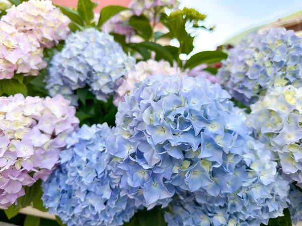 Živý Živý Plot Modrých Pastelově Fialových Hortenzií Kvete Pozadí Oblohy — Stock fotografie