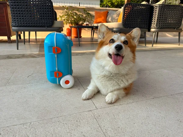 Corgi Hund Poserar Med Den Blå Resväskan Förberedd För Resan — Stockfoto