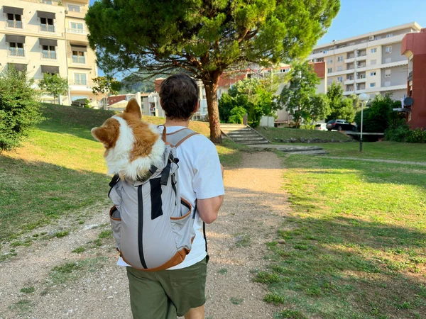Hombre Viajando Con Lindo Perro Corgi Una Mochila Vista Desde — Foto de Stock