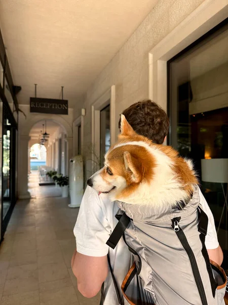 Unge Man Går Till Hotellreceptionen Med Sin Hund Speciell Ryggsäck — Stockfoto