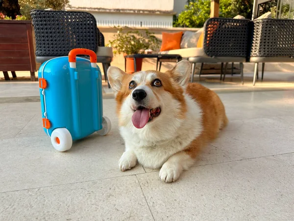 Güneşli Bir Günde Mavi Valizle Corgi Dog Poz Veriyor Yolculuk — Stok fotoğraf