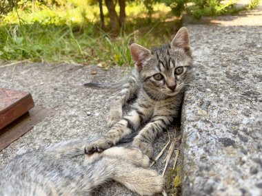 Küçük gri çizgili kedi yavrusu erkek ya da kız kardeşinin kuyruğuyla oynar. Ön görünüm