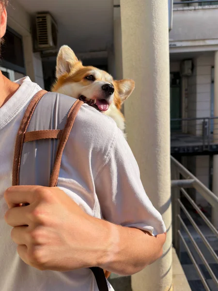 Man Draagt Zijn Schattige Corgi Een Rugzak Reist Met Hond — Stockfoto