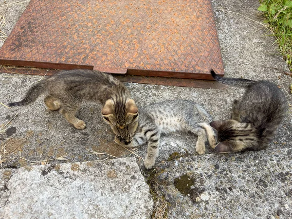 three stray kittens playing with each other. Two kittens lie relaxed, another snuggled softly. Gray kittens, view from above