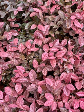 Kalın bir çalılıkta yağmur damlaları Loropetalum chinense. Sonbahar, kırmızı mor yapraklar. Yukarıya bak, arkaplan