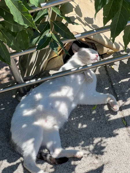 かわいい白いホームレスの猫は日陰で暑い太陽から隠れています — ストック写真