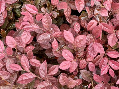 Kalın bir çalılıkta yağmur damlaları Loropetalum chinense. Sonbahar, kırmızı mor yapraklar. Yukarıya bak, arkaplan