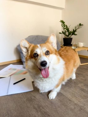 Komik köpek yavrusu okul defterlerinin yanında duruyor, dışarıda konuşma dili var. Bu köpek ev ödevini yapmak istemiyor. Önden bak, kırmızı-beyaz Corgi