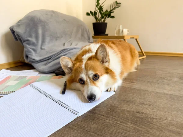 Fluffy Puppy Lies Floor Look Sad School Notebooks Dog Does — Stock Photo, Image
