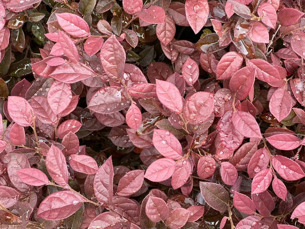Kalın bir çalılıkta yağmur damlaları Loropetalum chinense. Sonbahar, kırmızı mor yapraklar. Yukarıya bak, arkaplan