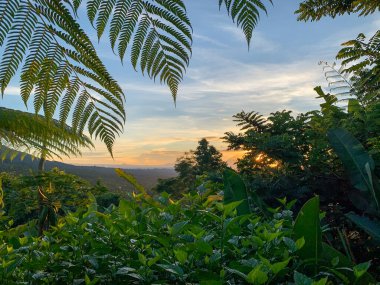 Tropikal ormandaki volkanın üzerinde sarı-turuncu şafak. Eğreltiotu ve diğer yeşil bitkilerin etrafında