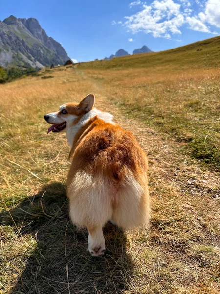 Dog Red White Corgi Running Trail Mountains View Luxurious Fluffy — Stockfoto