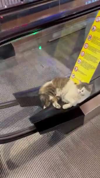 Kočka Zdřímne Nákupním Centru Mezi Dvěma Eskalátory — Stock video