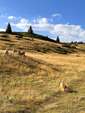 Çoban köpeği kırmızı-beyaz Corgi tepelerde koyun otlatıyor. Dikey fotoğraf