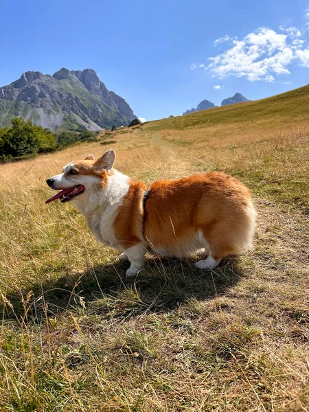Pes Červenobílý Corgi Stojící Bok Boku Stezce Horách Cestování Domácím — Stock fotografie